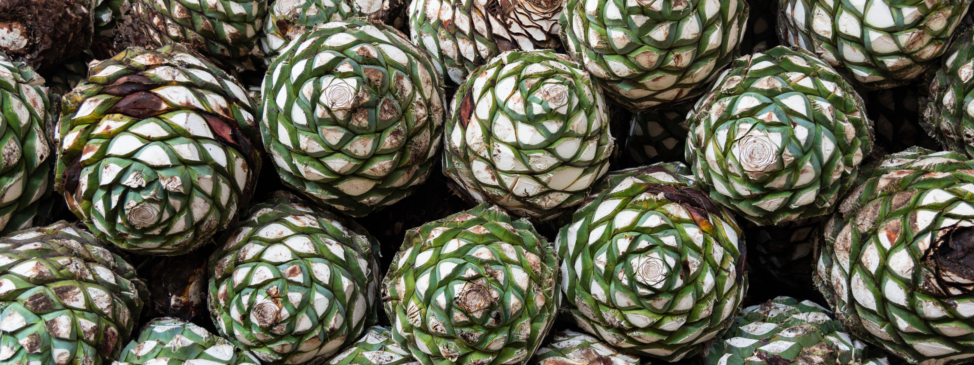 From Agave to Bottle: How Traditional Tequila Is Really Made